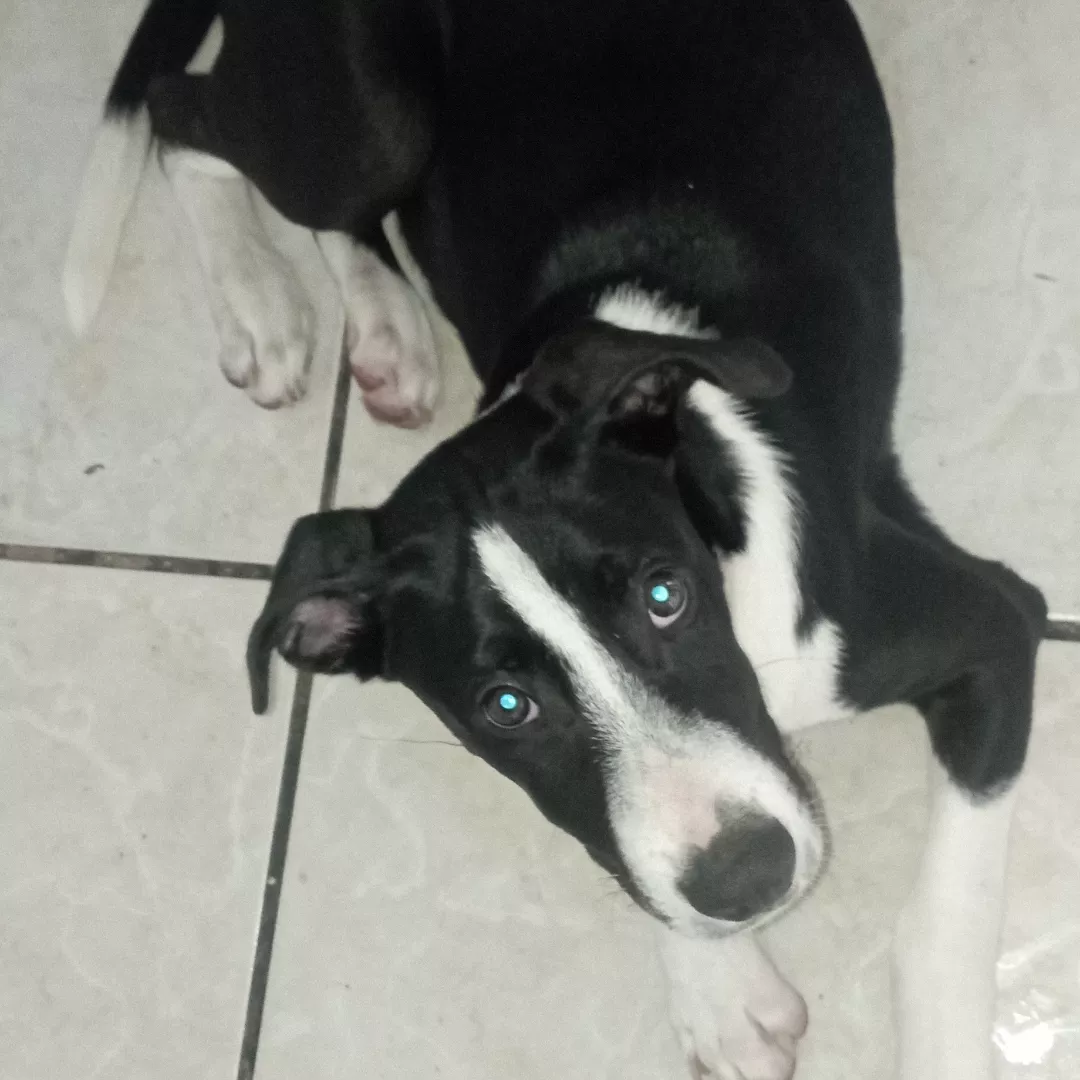 Bidú - Sem Raça Definida