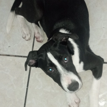 Bidú imagem 1 - Sem Raça Definida