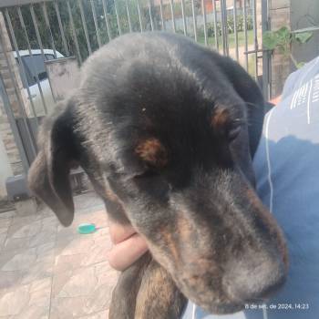 Urso imagem 2 - 