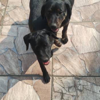 Bela E Urso imagem 2 - 