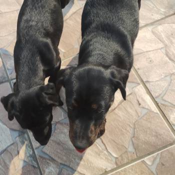 Bela E Urso imagem 3 - 