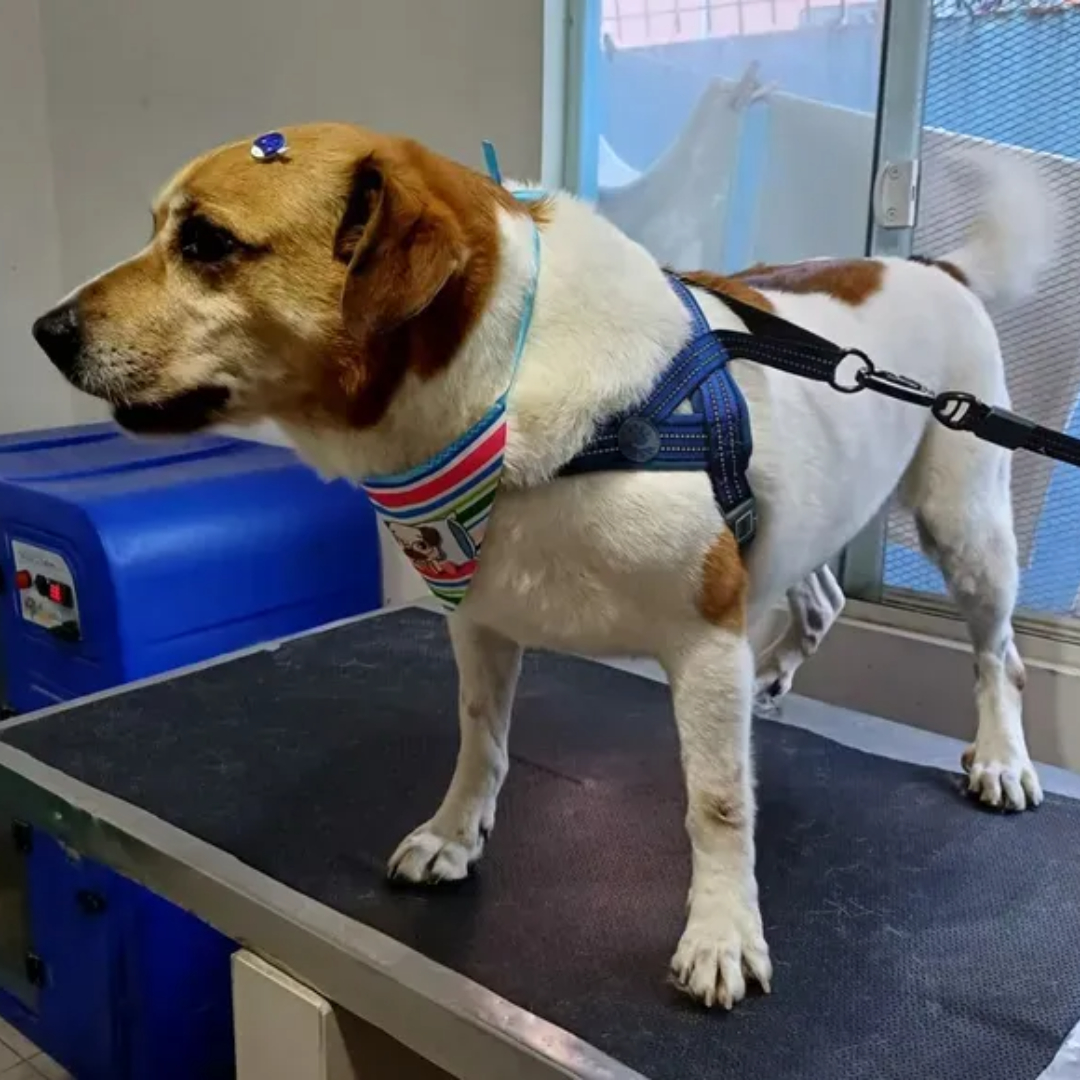 Billy imagem 1 - Sem Raça Definida