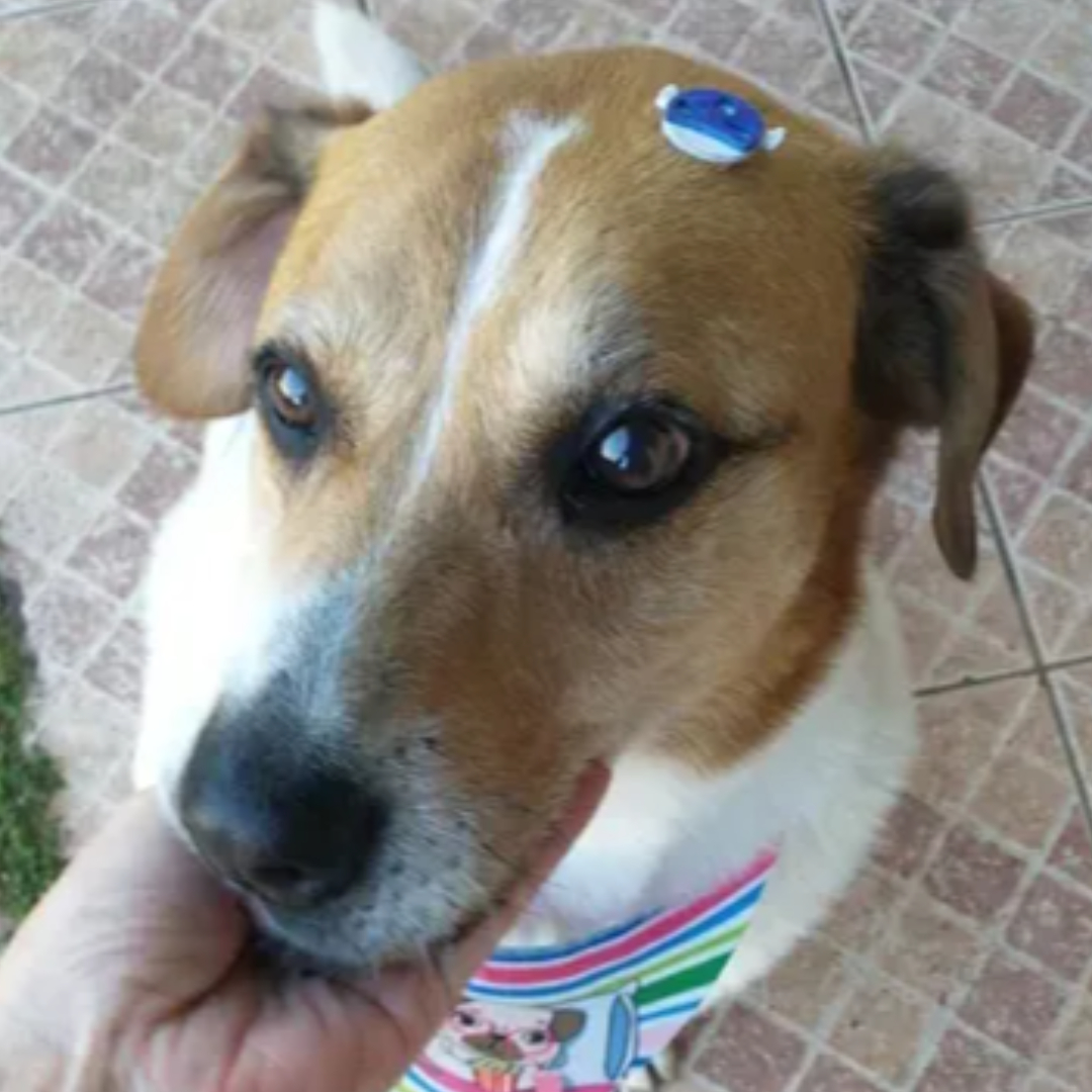 Billy imagem 2 - Sem Raça Definida