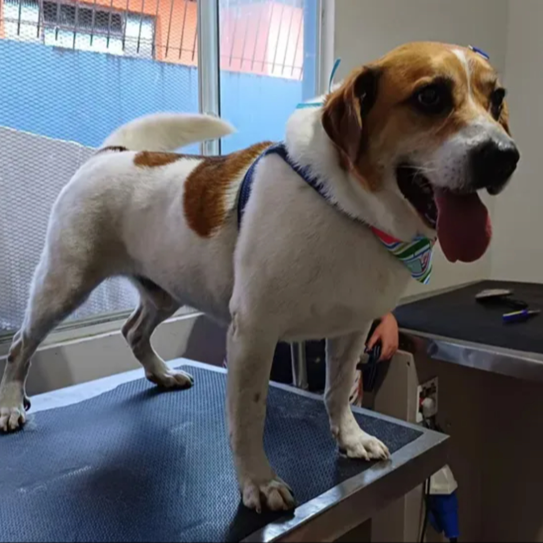 Billy imagem 4 - Sem Raça Definida