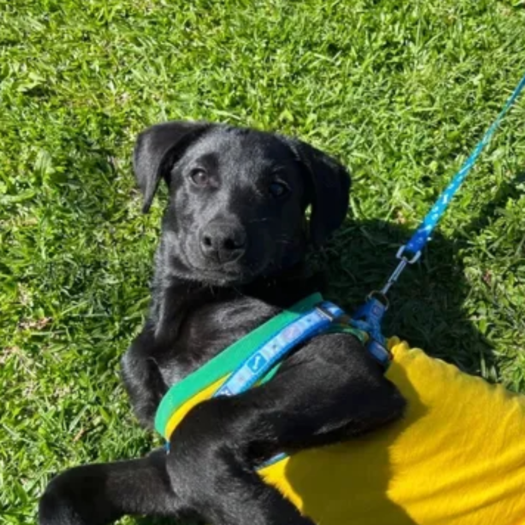 Max E Rex imagem 1 - Sem Raça Definida
