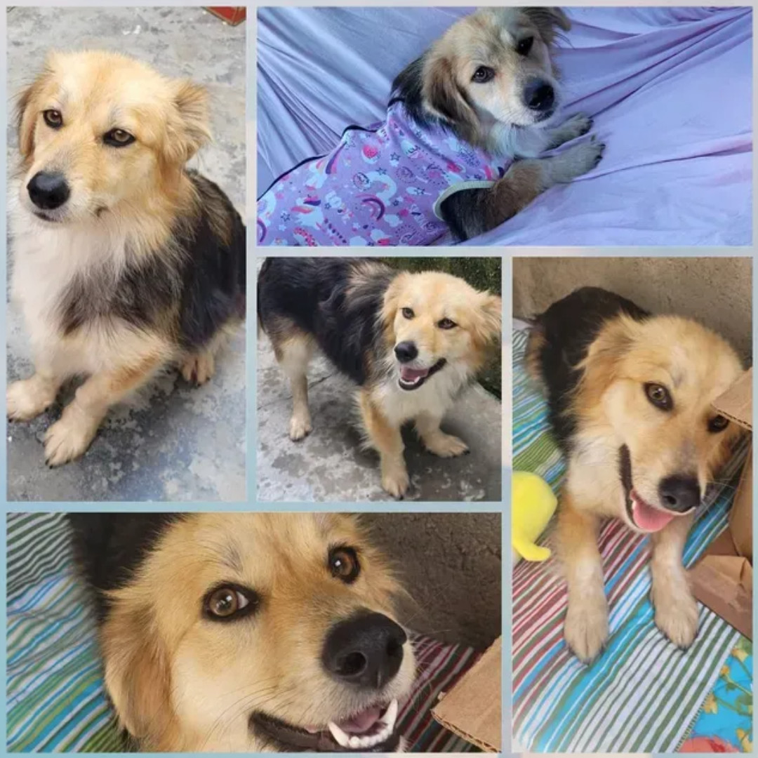 Olivia imagem 1 - Sem Raça Definida