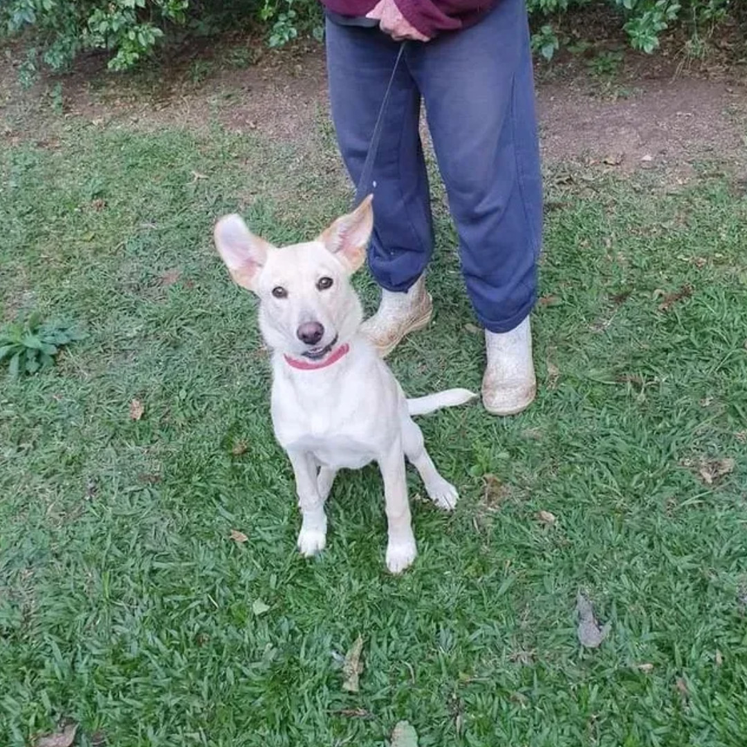 Bella imagem 1 - Sem Raça Definida