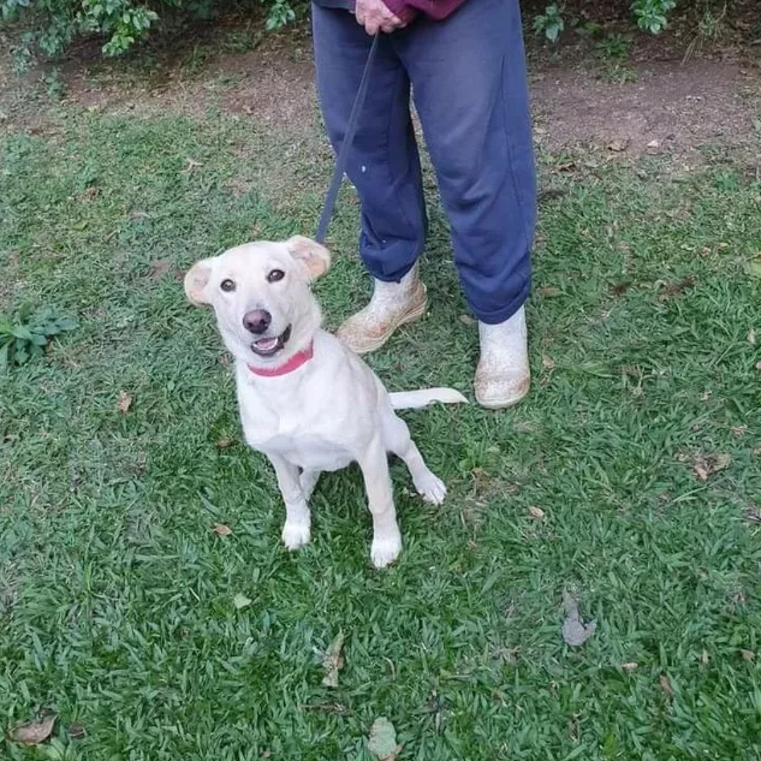 Bella imagem 2 - Sem Raça Definida