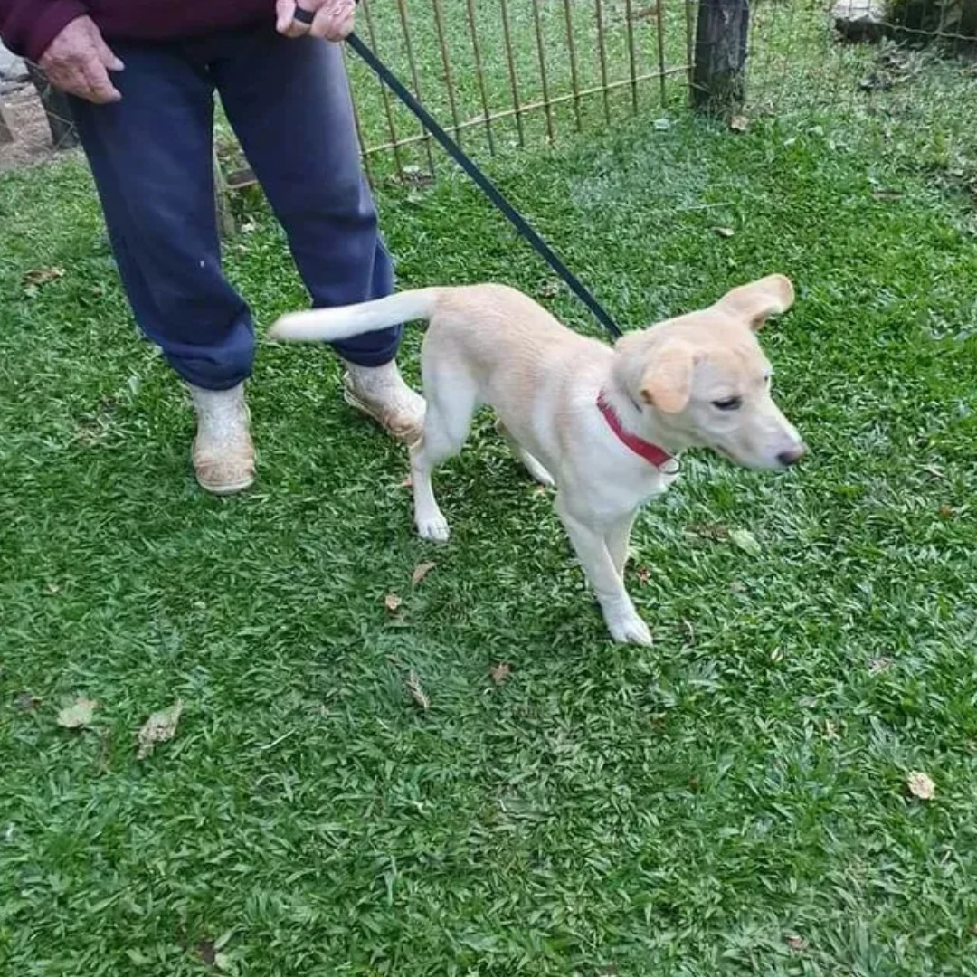 Bella imagem 3 - Sem Raça Definida