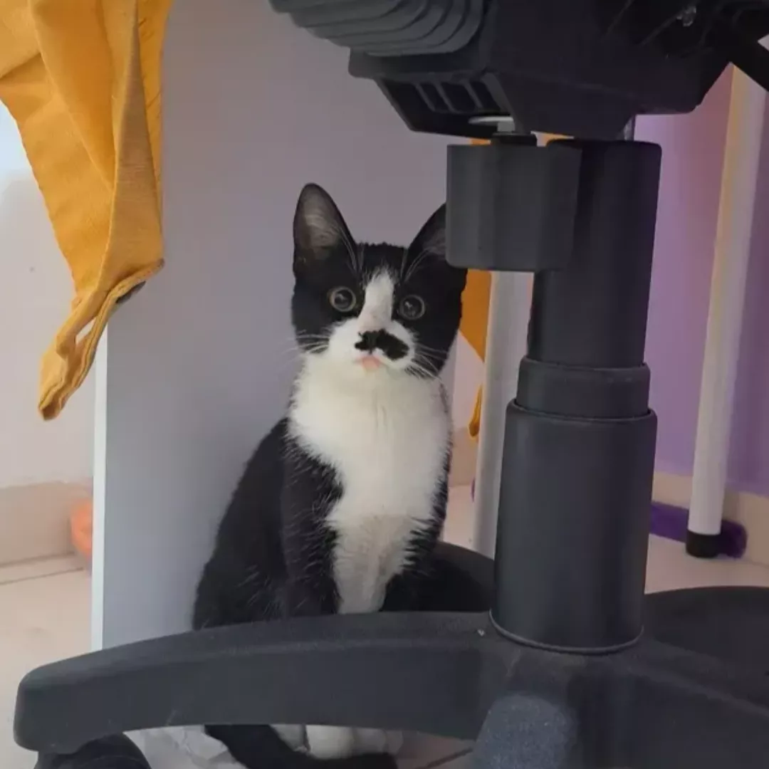 Madruguinha - Sem Raça Definida