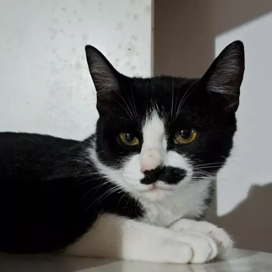 Madruguinha - Sem Raça Definida