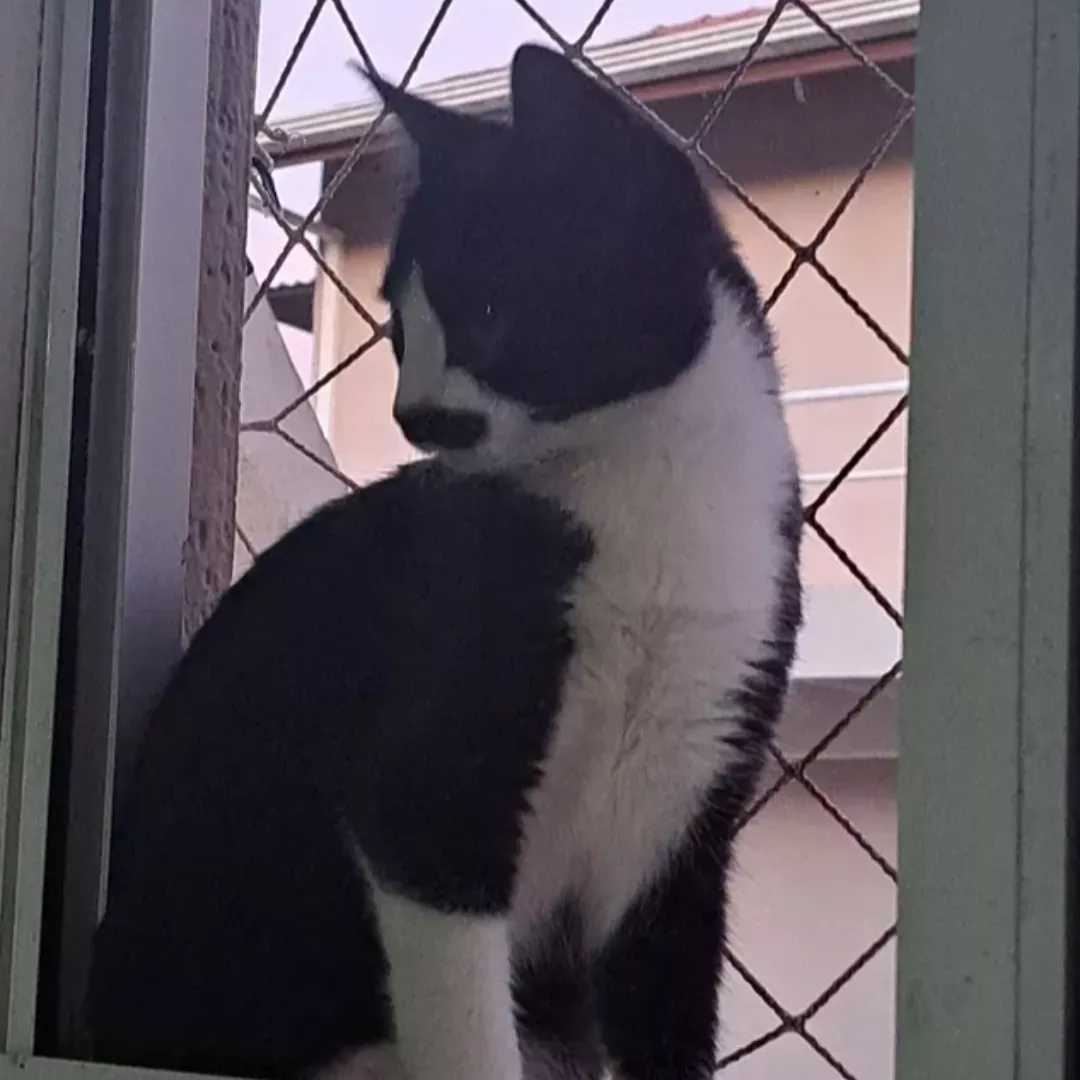 Madruguinha - Sem Raça Definida