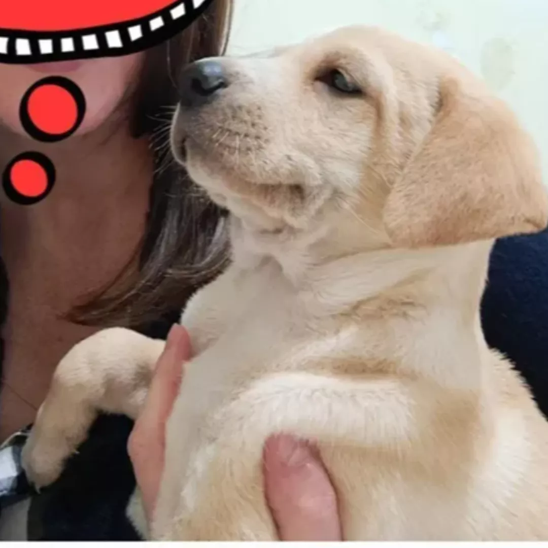 Filhotes - Sem Raça Definida