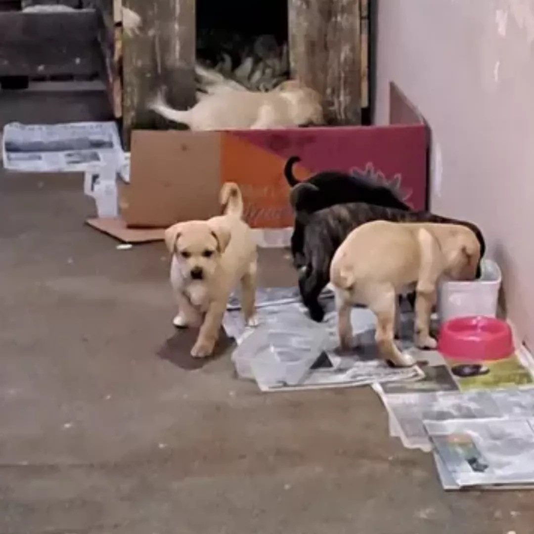 Filhotes - Sem Raça Definida