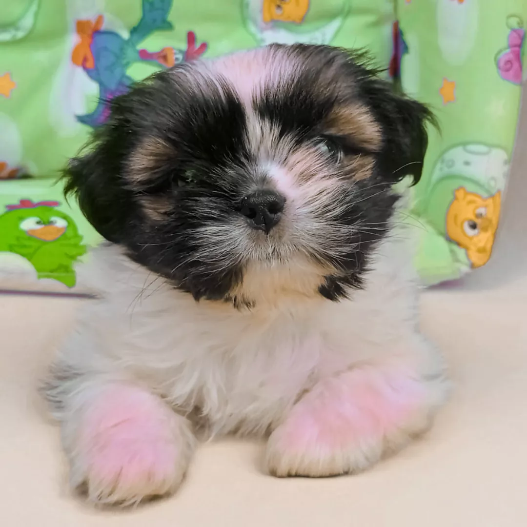 Bob - Shih Tzu