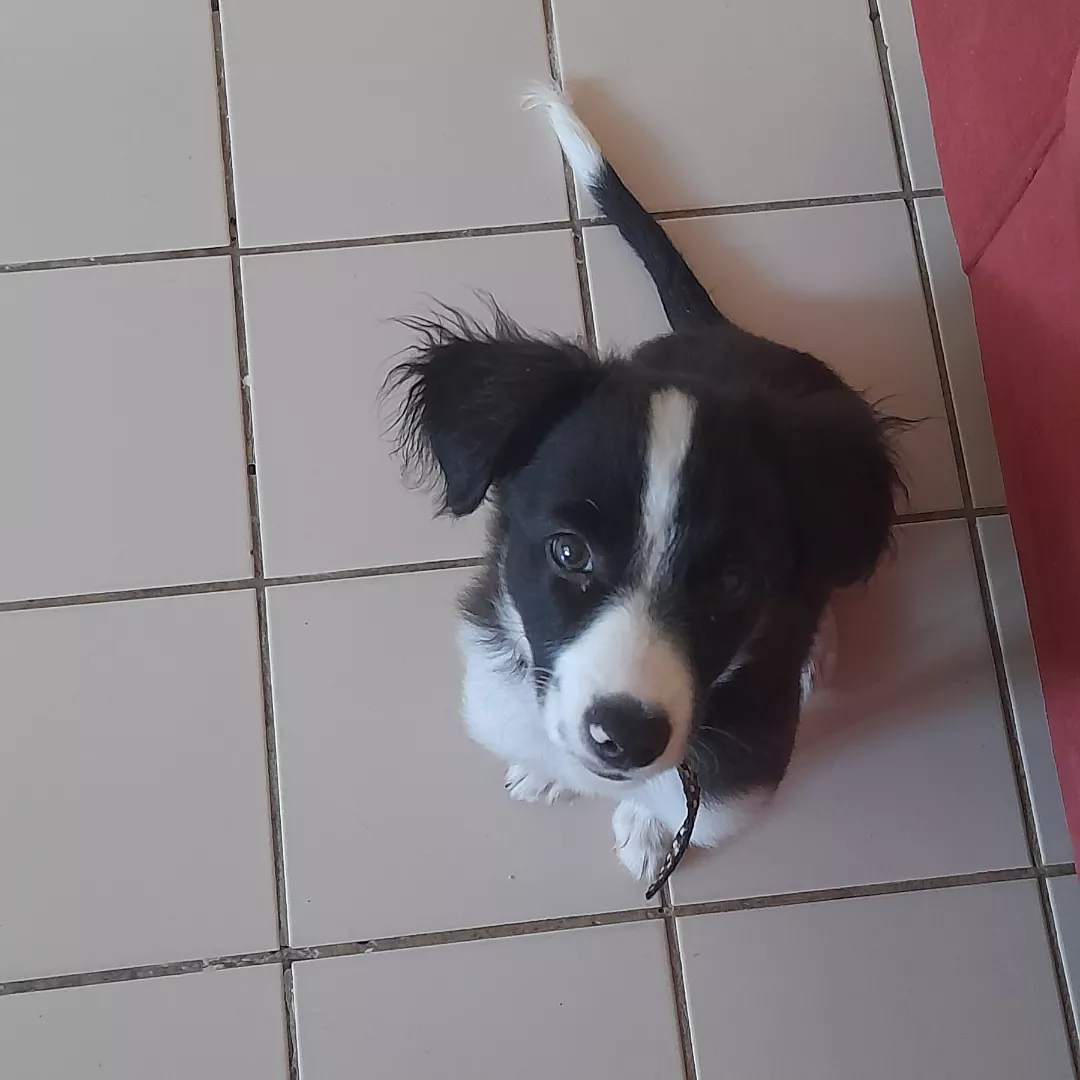 Nino - Sem Raça Definida