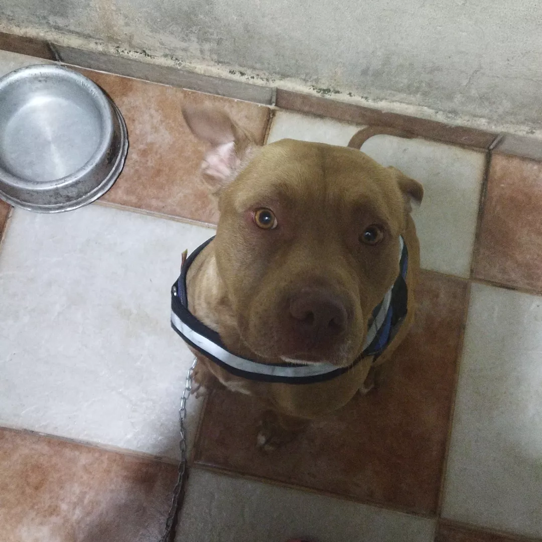 Sora - Sem Raça Definida