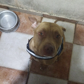 Sora imagem 1 - Sem Raça Definida