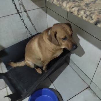 Darvin imagem 1 - 
