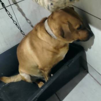 Darvin imagem 2 - 