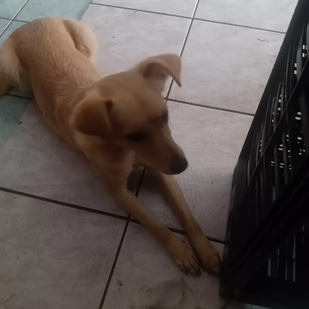 Luna - Sem Raça Definida