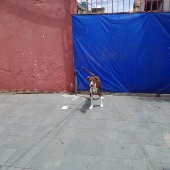 Simba imagem 2 - 
