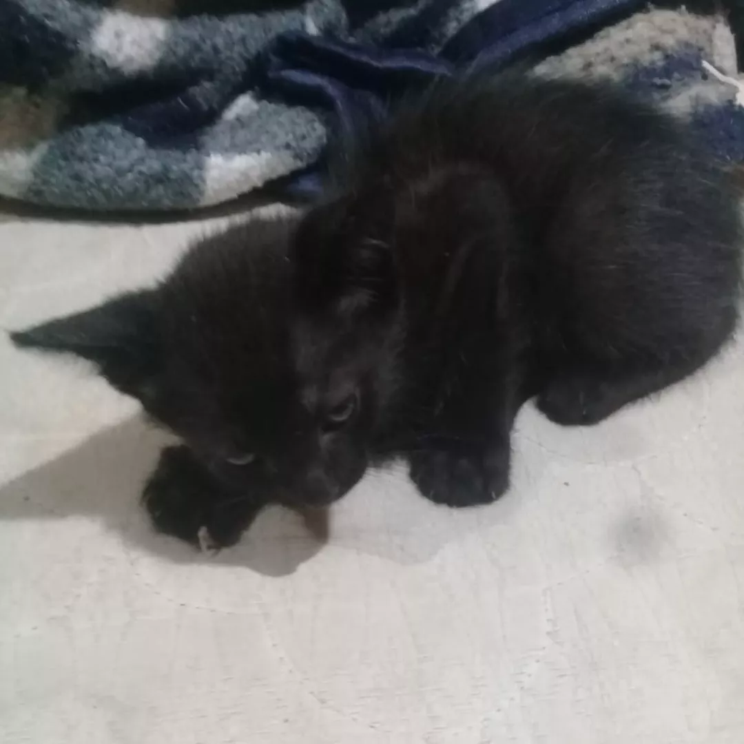 Smonker - Sem Raça Definida