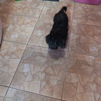 Negao imagem 1 - Shih Tzu