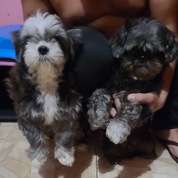 Negao imagem 2 - Shih Tzu