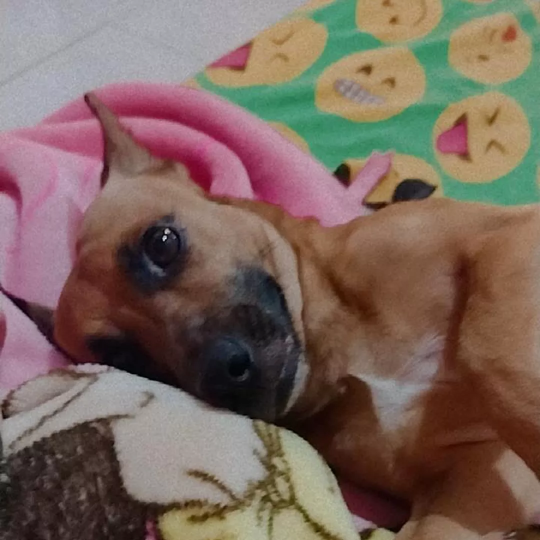 Theodoro - Sem Raça Definida