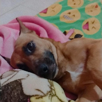 Theodoro imagem 1 - Sem Raça Definida