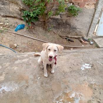 Safira imagem 1 - 