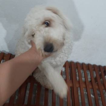 Maya imagem 1 - 