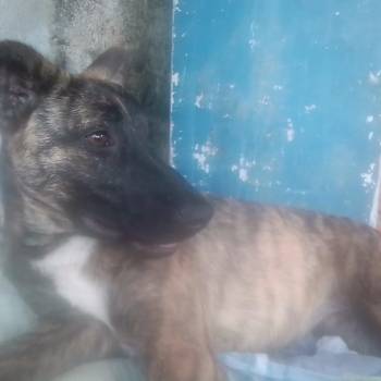Pantera imagem 1 - 