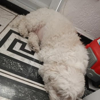 Manu imagem 1 - Poodle