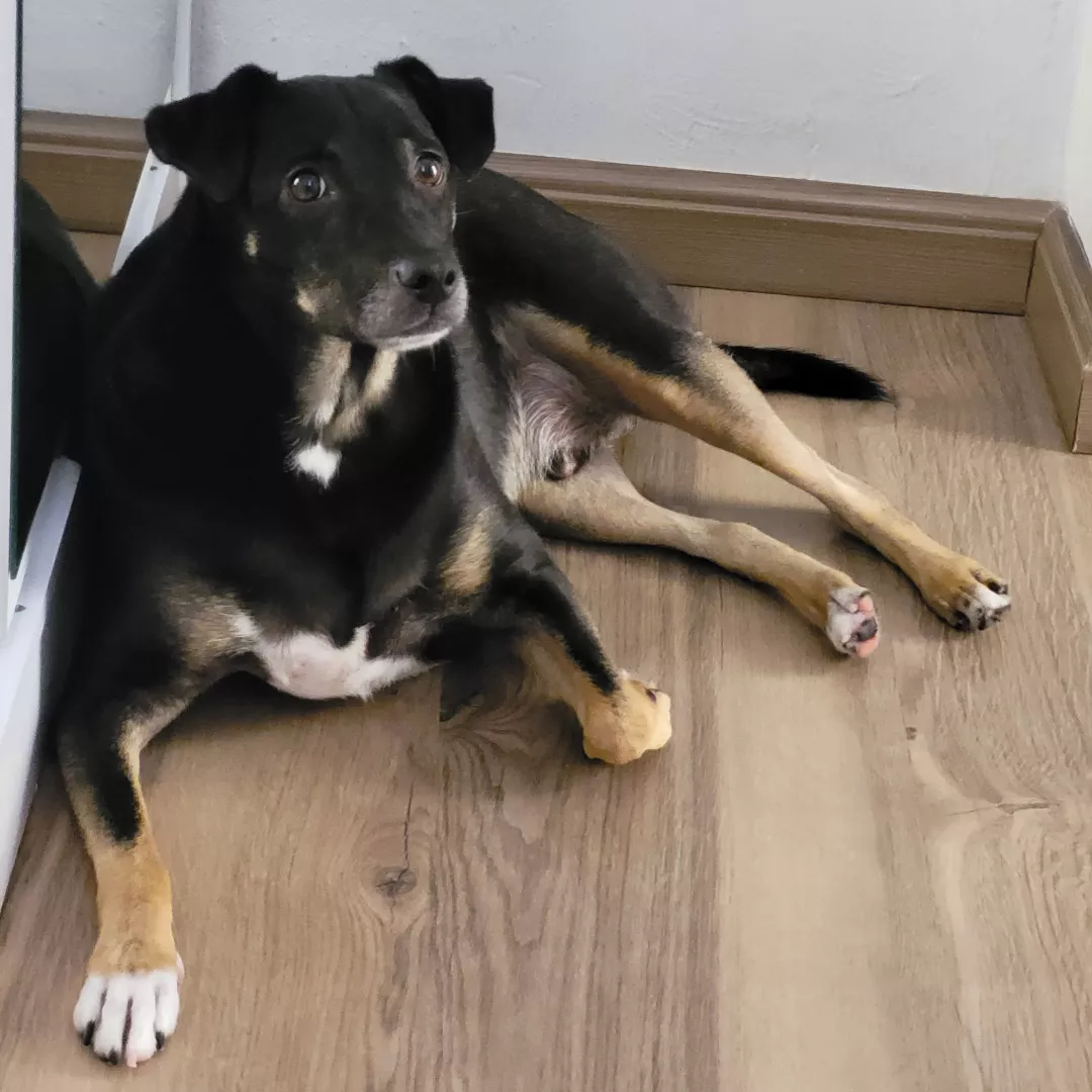 Jack - Sem Raça Definida