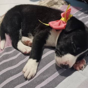 Luna imagem 2 - 