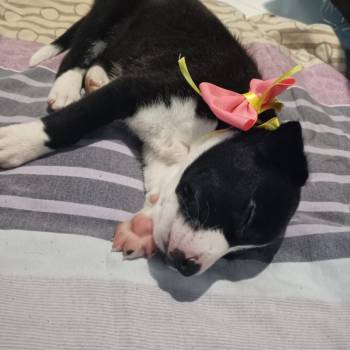 Luna imagem 3 - 