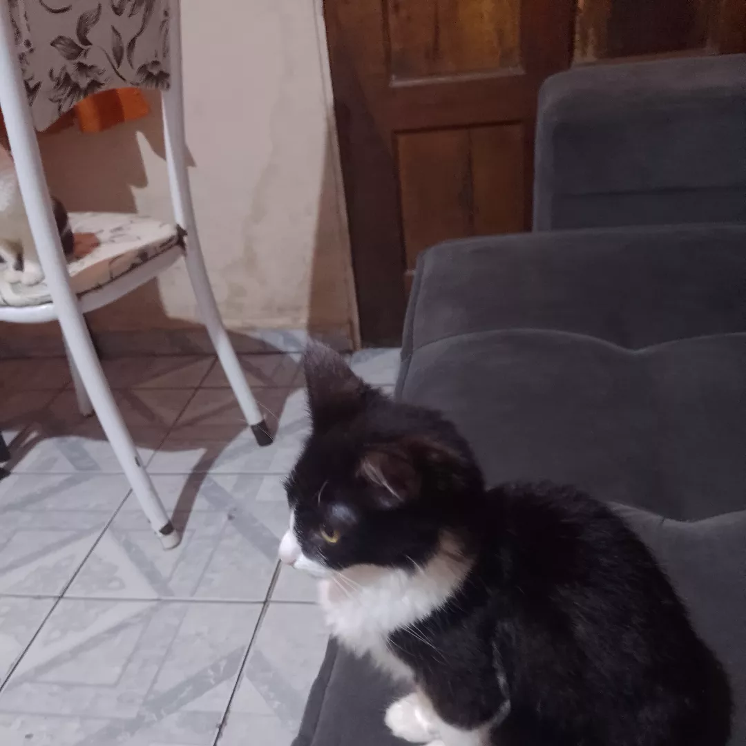 Mia - Sem Raça Definida