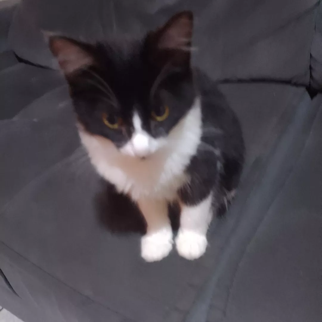 Mia - Sem Raça Definida