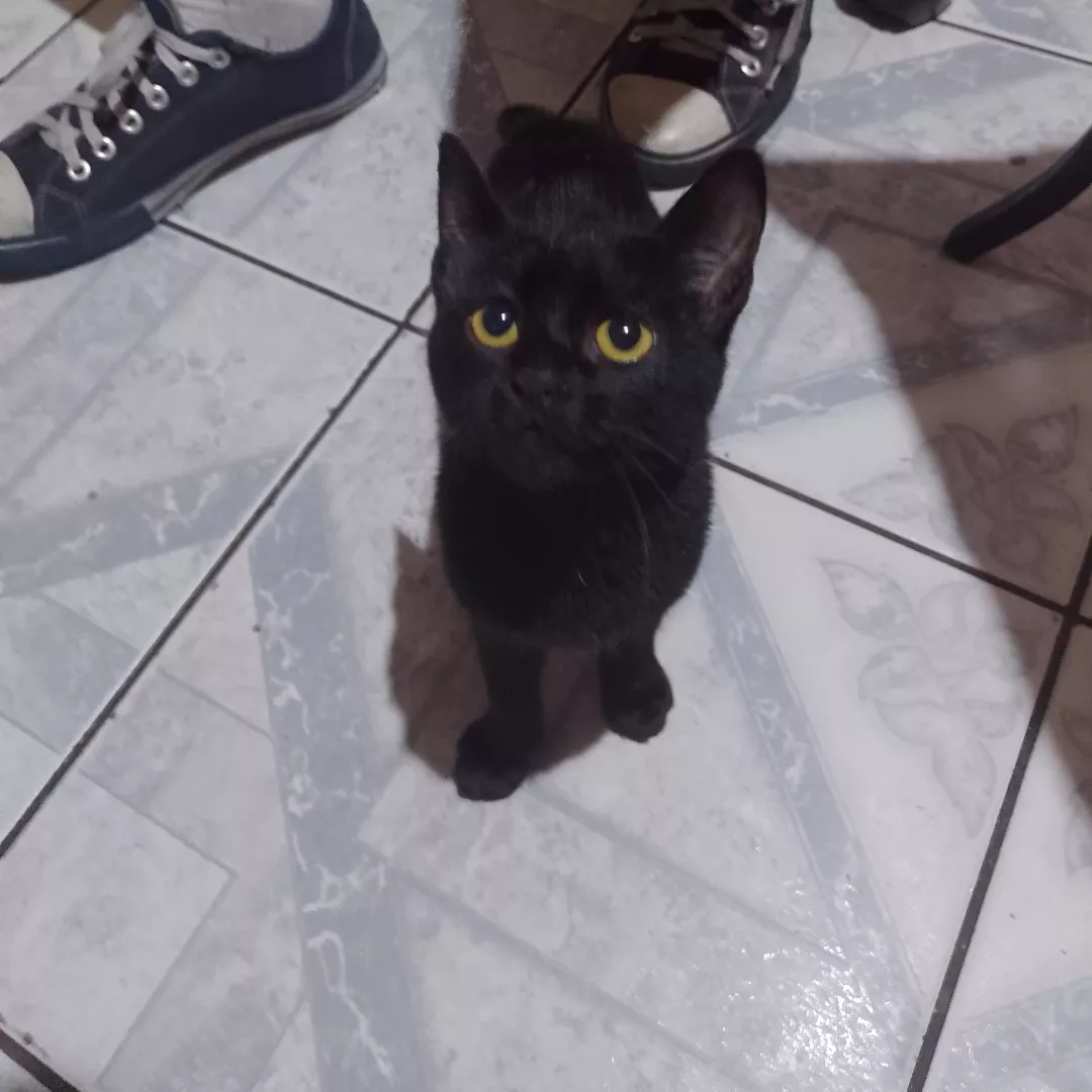 Florzinha - Sem Raça Definida