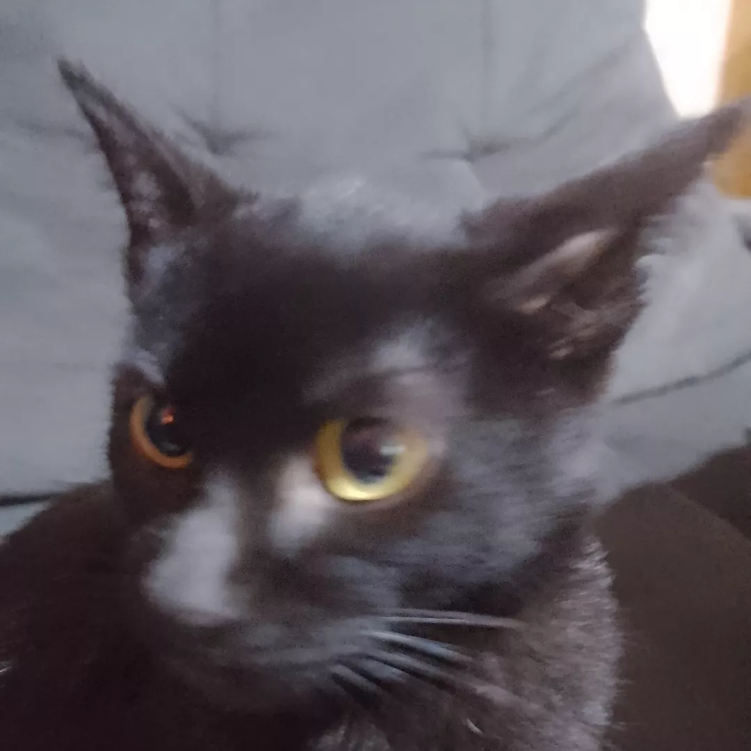 Florzinha - Sem Raça Definida