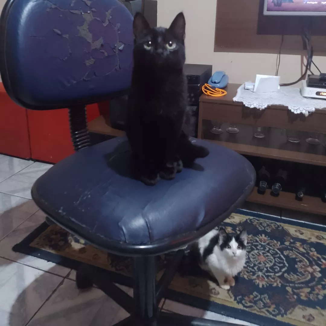 Major - Sem Raça Definida