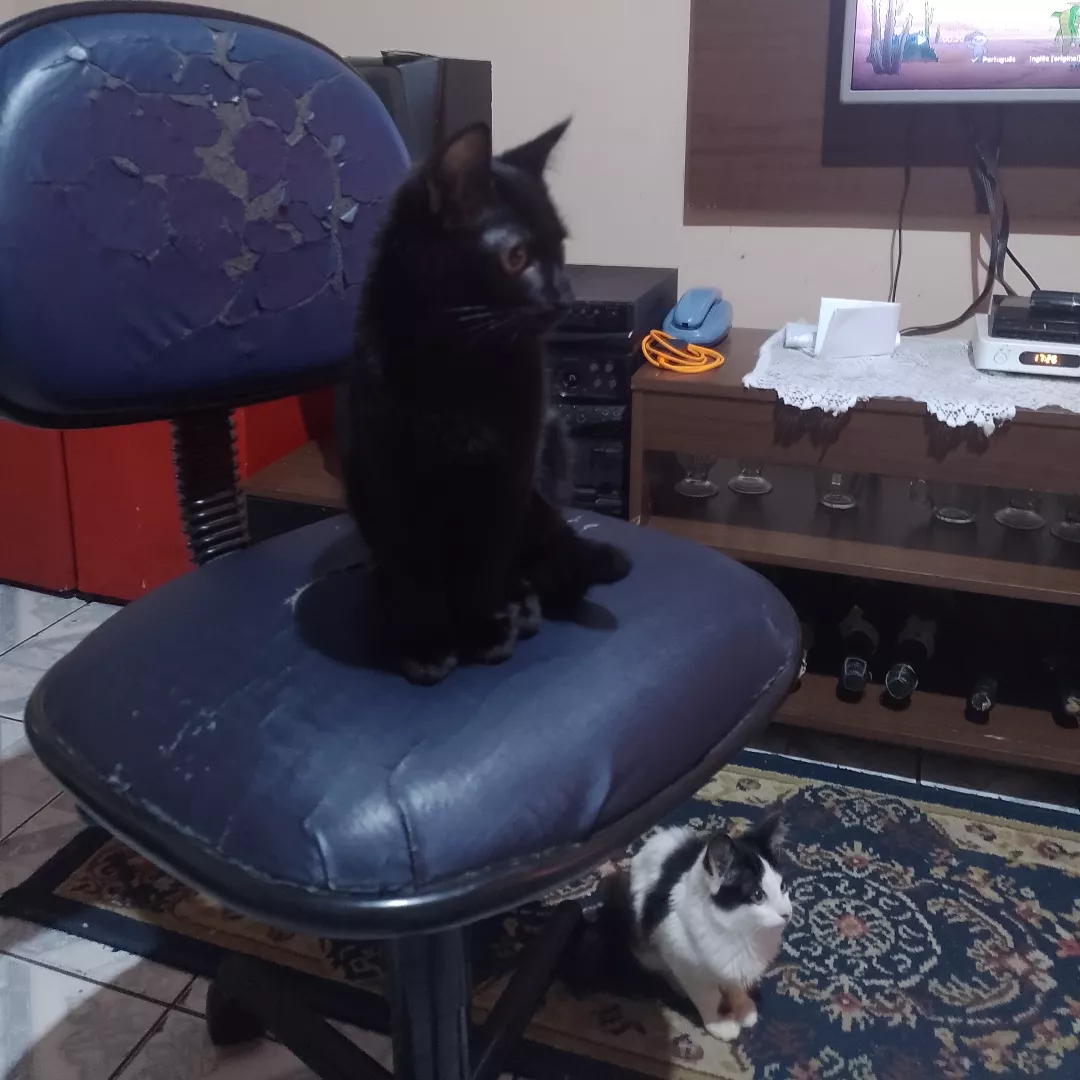 Major - Sem Raça Definida