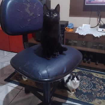 Major imagem 1 - Sem Raça Definida