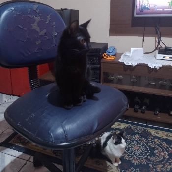 Major imagem 2 - Sem Raça Definida