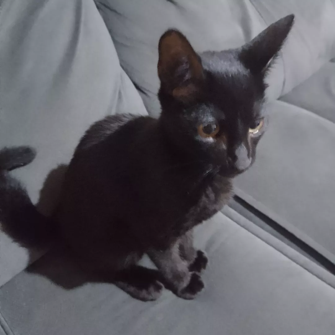 Amendoim - Sem Raça Definida