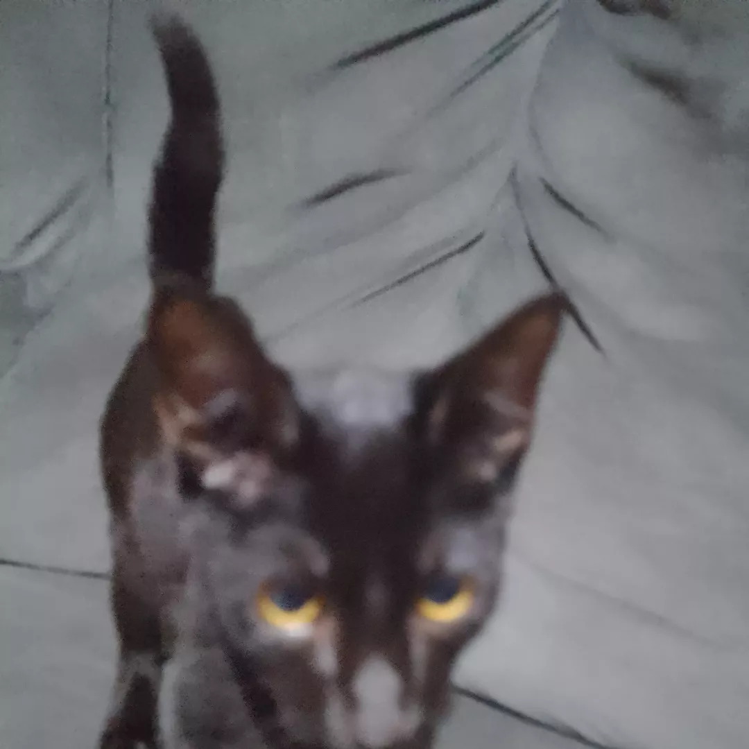 Amendoim - Sem Raça Definida