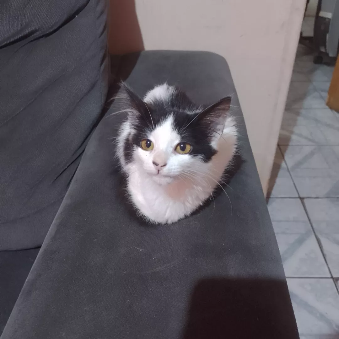 Frajolinha - Sem Raça Definida