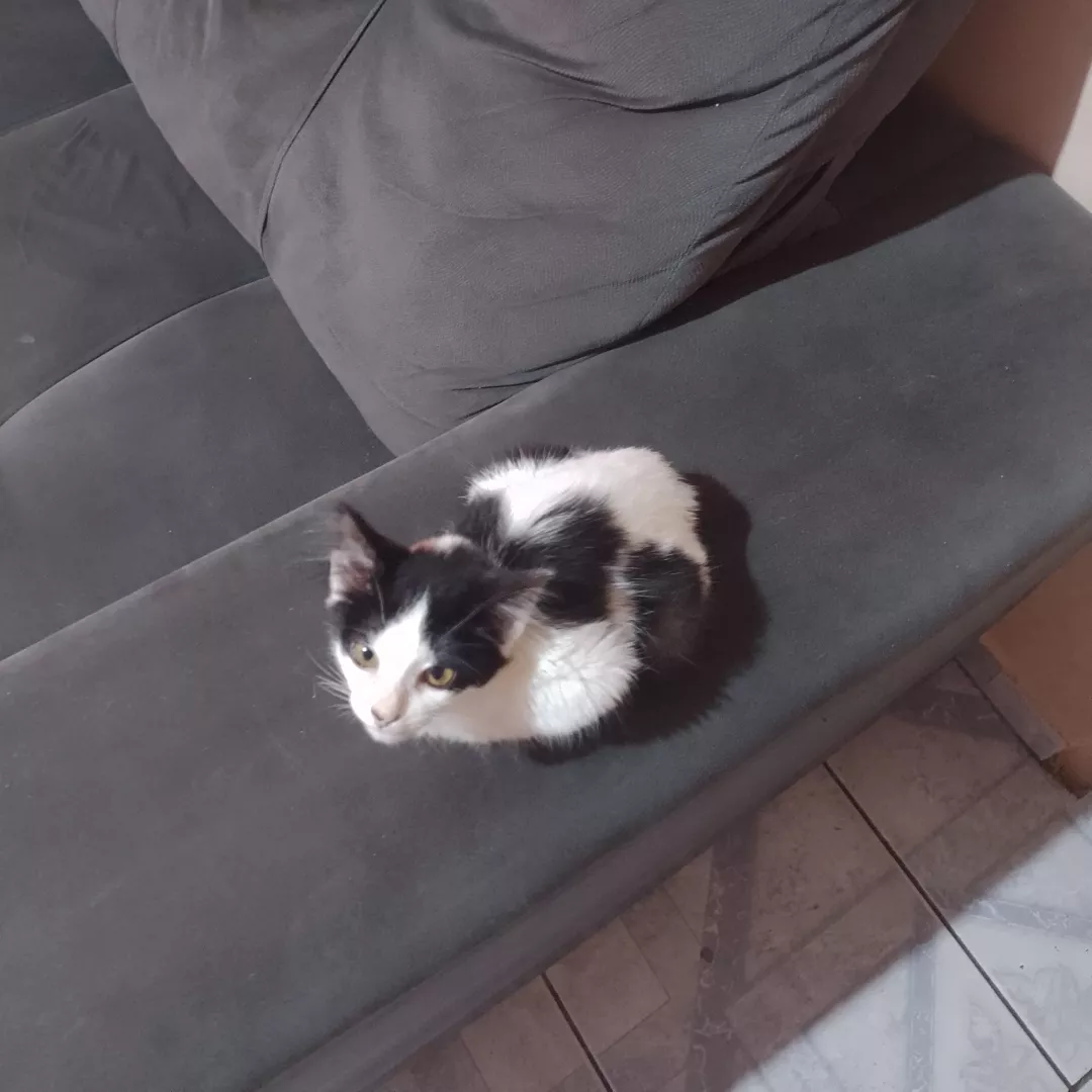 Frajolinha - Sem Raça Definida